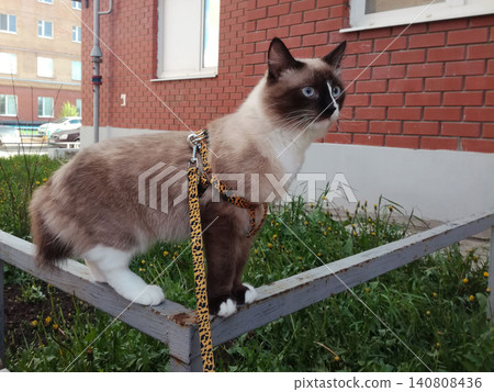 purebred tailless cat in a leopard leash looks forward standing on a metal crossbar purebred tailless cat in a leopard leash looks forward standing on a metal crossbar 140808436