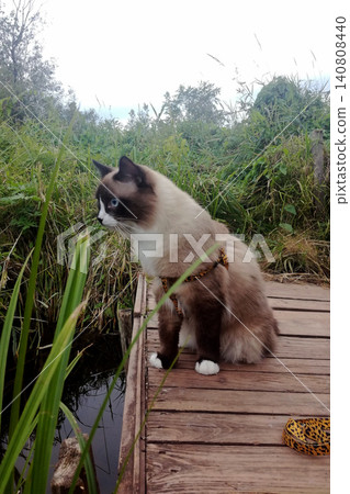 mekong bobtail sits on a wooden bridge by the water and looks at the green bank mekong bobtail sits on a wooden bridge by the water and looks at the green bank 140808440