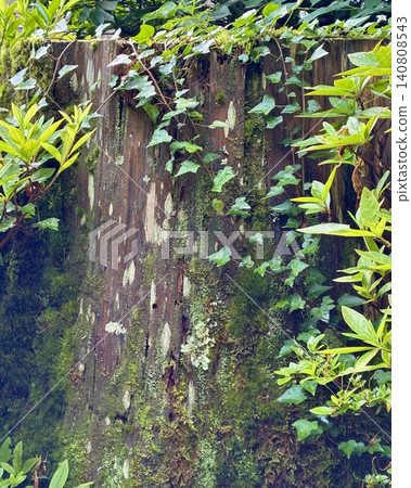 Green leaves and moss clinging to the tree stump Green leaves and moss clinging to the tree stump 140808543
