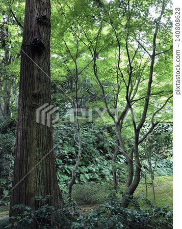 在森林深處 在森林深處 140808628