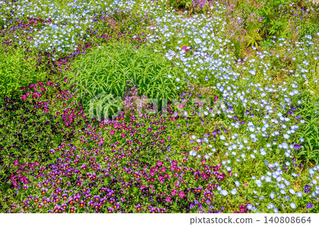 A flowerbed with purple and blue flowers in bloom. A flowerbed with purple and blue flowers in bloom. 140808664