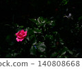 A single red rose stands out against a dark background. 140808668