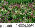 Purple and white flowers blooming in the spring flowerbeds 140808669