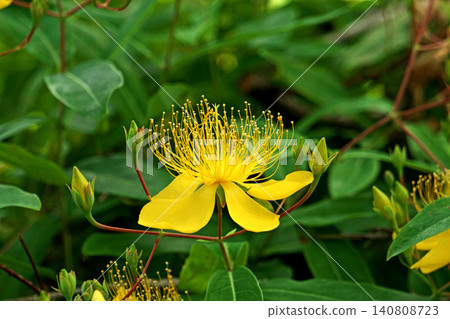 Yellow willow flowers (spring, May) Yellow willow flowers (spring, May) 140808723