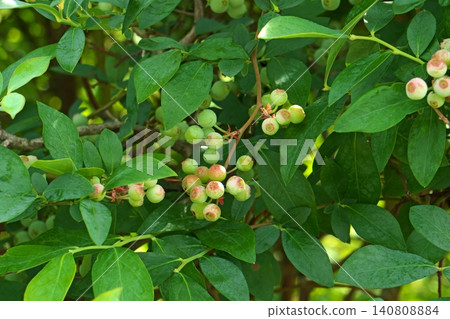 Yellowish-green blueberries (spring, May) 140808884