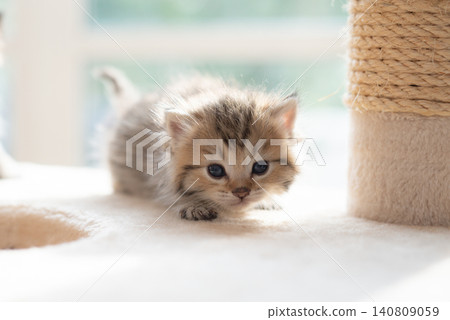 Close-up of a cute fluffy tabby kitten crouching on a cat tree looking at the camera. Close-up of a cute fluffy tabby kitten crouching on a cat tree looking at the camera. 140809059