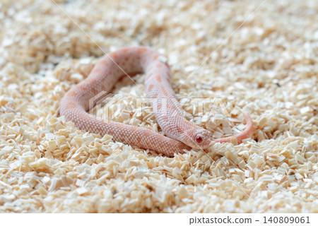 Close-up of a Subzero Conda Western Hognose snake (Super Arctic Conda Albino) coiled on wood shavings substrate. Close-up of a Subzero Conda Western Hognose snake (Super Arctic Conda Albino) coiled on wood shavings substrate. 140809061