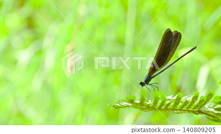 Male of hagorotorbo 140809205