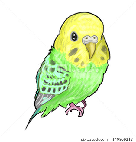 Budgerigar 1 Budgerigar 1 140809218