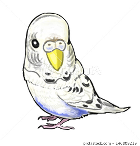 Budgerigar 2 Budgerigar 2 140809219