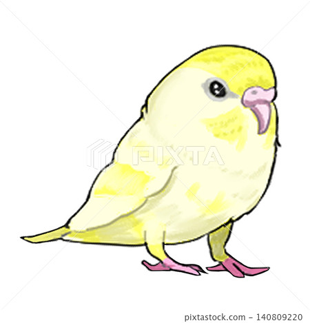 Budgerigar 3 Budgerigar 3 140809220