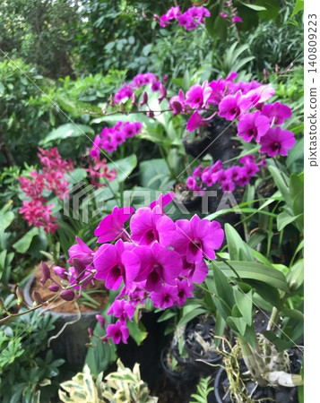 Vivid pink orchid flowers Vivid pink orchid flowers 140809223