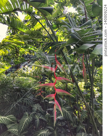 Tropical plants Tropical plants 140809224