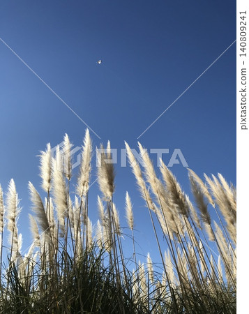 蒲葦草橫跨天空 蒲葦草橫跨天空 140809241
