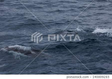 [Mutsu City, Aomori Prefecture] Dolphin watching in Wakinosawa, where schools of Pacific white-sided dolphins leap in Mutsu Bay. 140809283