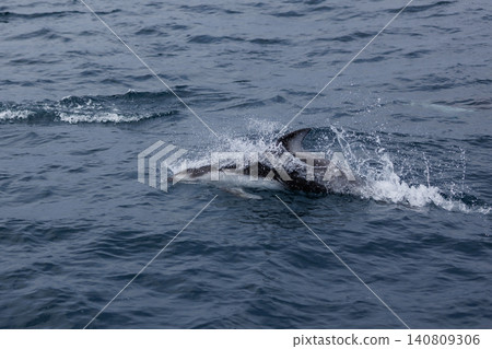 [Mutsu City, Aomori Prefecture] Dolphin watching in Wakinosawa, where schools of Pacific white-sided dolphins leap in Mutsu Bay. 140809306