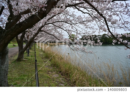 池田湖公園(長崎縣大村市) 池田湖公園(長崎縣大村市) 140809803