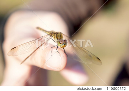 Macro photograph of a dragonfly perched on a finger Macro photograph of a dragonfly perched on a finger 140809852