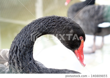 A close-up of a black swan with a beautiful red beak. A close-up of a black swan with a beautiful red beak. 140809855