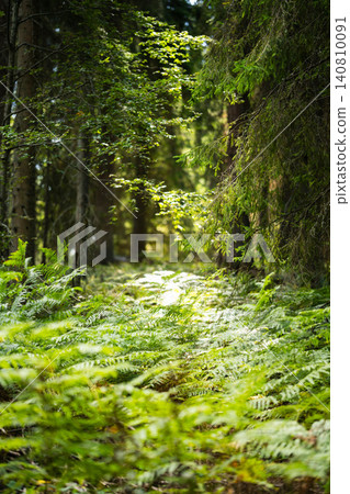 Forest glade with lush green ferns and morning light Forest glade with lush green ferns and morning light 140810091