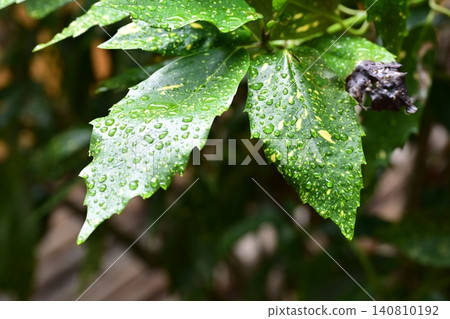 下雨天的日本金葉珊瑚(花葉金葉珊瑚) 下雨天的日本金葉珊瑚(花葉金葉珊瑚) 140810192