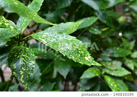 下雨天的日本金葉珊瑚(花葉金葉珊瑚) 下雨天的日本金葉珊瑚(花葉金葉珊瑚) 140810195