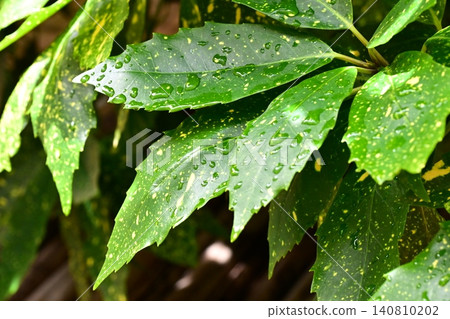 下雨天的日本金葉珊瑚(花葉金葉珊瑚) 下雨天的日本金葉珊瑚(花葉金葉珊瑚) 140810202