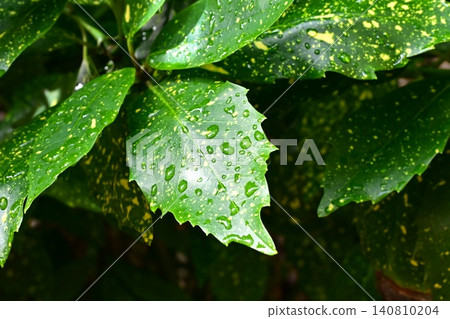 Aucuba japonica (variegated aucuba) on a rainy day Aucuba japonica (variegated aucuba) on a rainy day 140810204