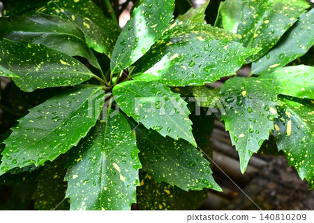 下雨天的日本金葉珊瑚(花葉金葉珊瑚) 下雨天的日本金葉珊瑚(花葉金葉珊瑚) 140810209
