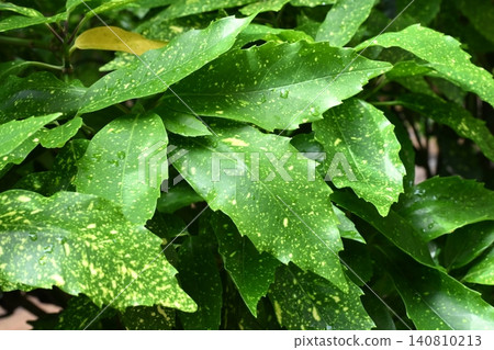 Aucuba japonica (variegated aucuba) on a rainy day Aucuba japonica (variegated aucuba) on a rainy day 140810213