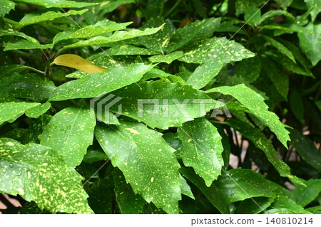 Aucuba japonica (variegated aucuba) on a rainy day Aucuba japonica (variegated aucuba) on a rainy day 140810214