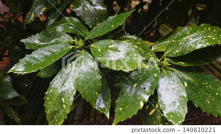 Aucuba japonica (variegated aucuba) on a rainy day Aucuba japonica (variegated aucuba) on a rainy day 140810221