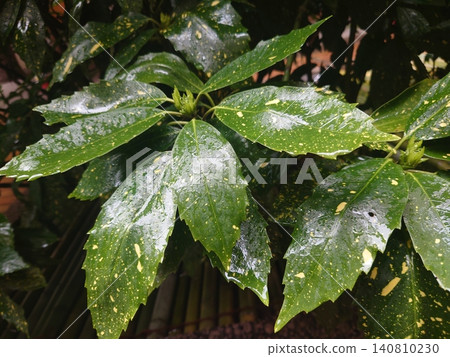 Aucuba japonica (variegated aucuba) on a rainy day Aucuba japonica (variegated aucuba) on a rainy day 140810230