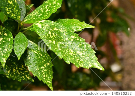 下雨天的日本金葉珊瑚(花葉金葉珊瑚) 下雨天的日本金葉珊瑚(花葉金葉珊瑚) 140810232