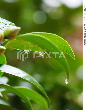 Image of fresh green leaves: Camellia leaves (Ecology: SDGs) Image of fresh green leaves: Camellia leaves (Ecology: SDGs) 140810258