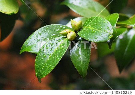 Image of fresh green leaves: Camellia leaves (Ecology: SDGs) Image of fresh green leaves: Camellia leaves (Ecology: SDGs) 140810259