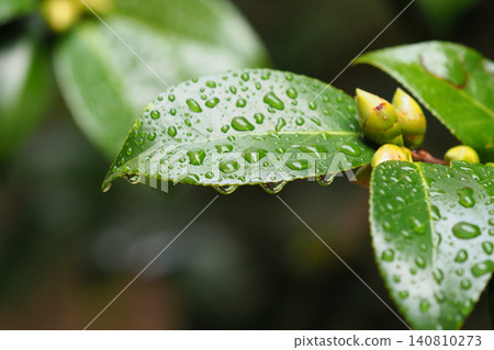 Image of fresh green leaves: Camellia leaves (Ecology: SDGs) Image of fresh green leaves: Camellia leaves (Ecology: SDGs) 140810273