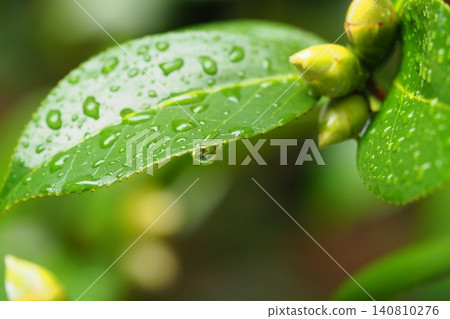 Image of fresh green leaves: Camellia leaves (Ecology: SDGs) Image of fresh green leaves: Camellia leaves (Ecology: SDGs) 140810276