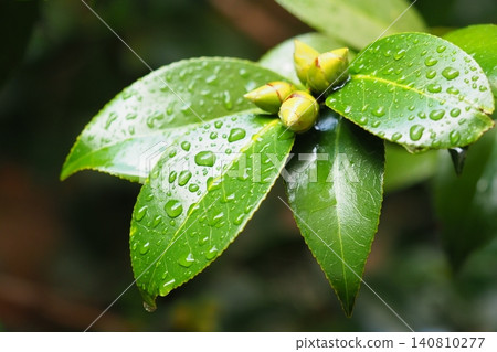 Image of fresh green leaves: Camellia leaves (Ecology: SDGs) Image of fresh green leaves: Camellia leaves (Ecology: SDGs) 140810277