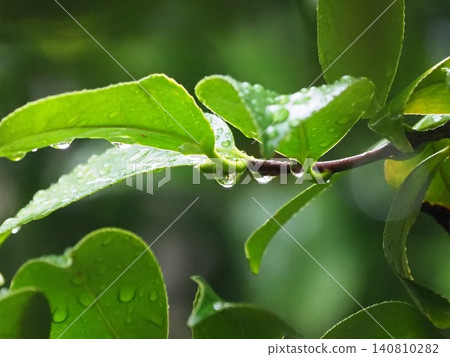 Image of fresh green leaves: Camellia leaves (Ecology: SDGs) Image of fresh green leaves: Camellia leaves (Ecology: SDGs) 140810282