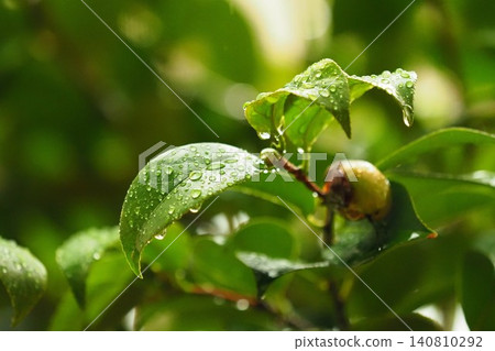 新鮮綠葉的圖片:山茶花葉(生態:永續發展目標) 新鮮綠葉的圖片:山茶花葉(生態:永續發展目標) 140810292