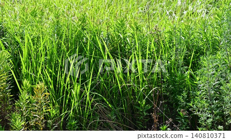 Vacant land, wasteland, weeds, land, vacant lot Vacant land, wasteland, weeds, land, vacant lot 140810371