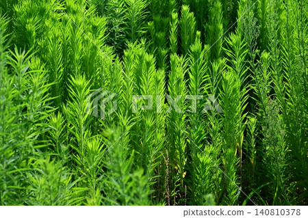 Vacant land, wasteland, weeds, land, vacant lot Vacant land, wasteland, weeds, land, vacant lot 140810378