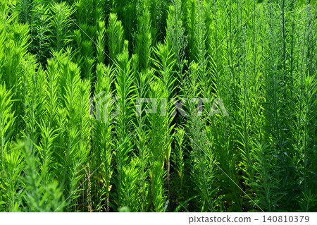 Vacant land, wasteland, weeds, land, vacant lot Vacant land, wasteland, weeds, land, vacant lot 140810379