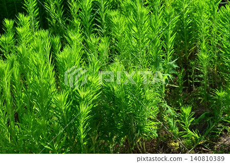 Vacant land, wasteland, weeds, land, vacant lot 140810389