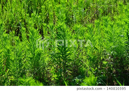 Vacant land, wasteland, weeds, land, vacant lot Vacant land, wasteland, weeds, land, vacant lot 140810395