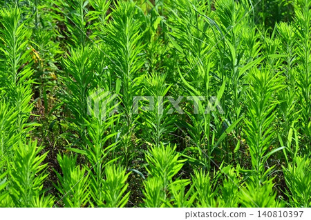 Vacant land, wasteland, weeds, land, vacant lot Vacant land, wasteland, weeds, land, vacant lot 140810397