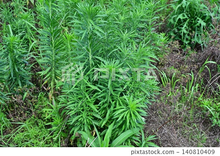 Vacant land, wasteland, weeds, land, vacant lot Vacant land, wasteland, weeds, land, vacant lot 140810409