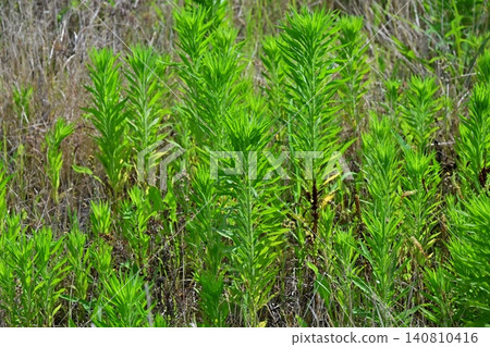 Vacant land, wasteland, weeds, land, vacant lot Vacant land, wasteland, weeds, land, vacant lot 140810416