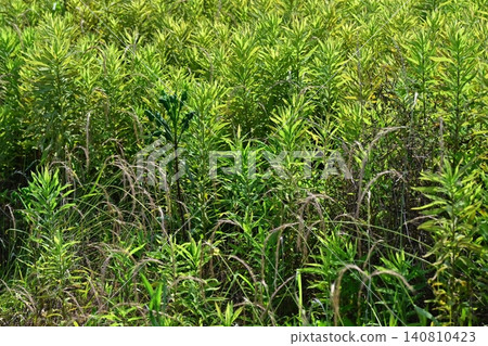 Vacant land, wasteland, weeds, land, vacant lot Vacant land, wasteland, weeds, land, vacant lot 140810423